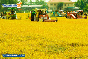 Ngành Phát triển nông thôn